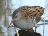 Waterral [Rallus aquaticus] - A4 trace Vlaardingen en Schiedam (7feb2012)    